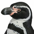 「ソフビトイボックス011　ペンギン　フンボルトペンギン」のフィギュア