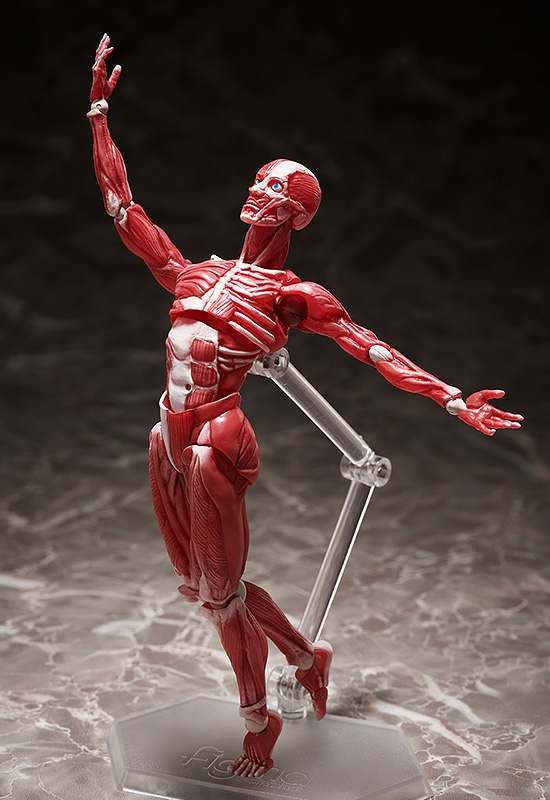 「figma 人体模型」のフィギュア画像